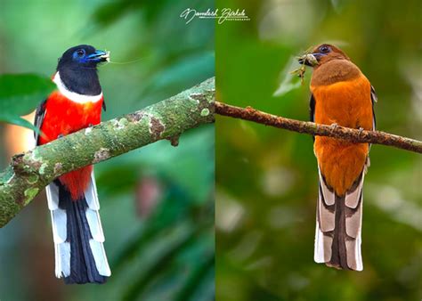 bird photography in goa | Junglelore