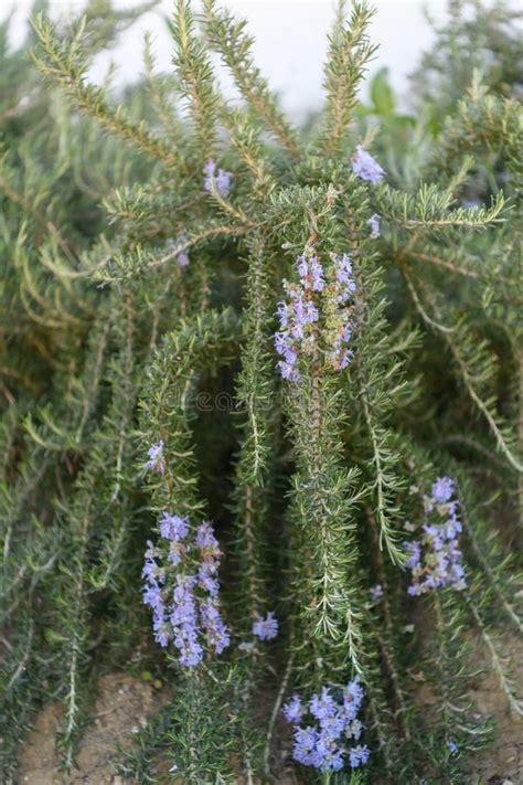 Creeping Rosemary Rosmarinus Officinalis Prostratus Corsican Blue