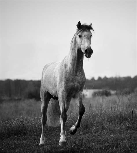 Gray Andalusian Stallion. Portrait Of Spanish Horse. Stock Image ...
