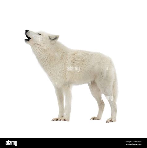 white arctic wolf howling isolated on white background Stock Photo - Alamy