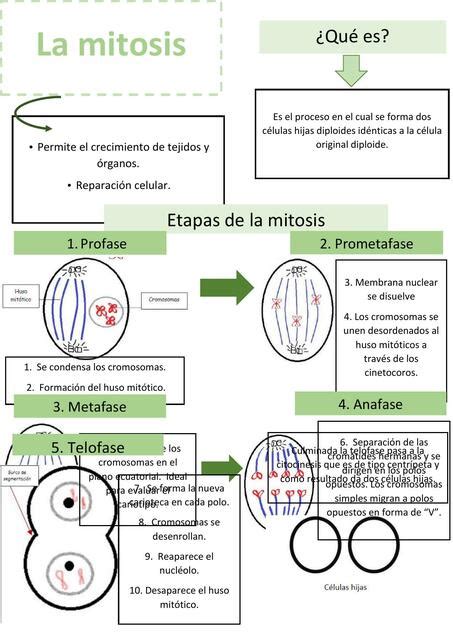 Mitosis Abril Abril Nuñez uDocz