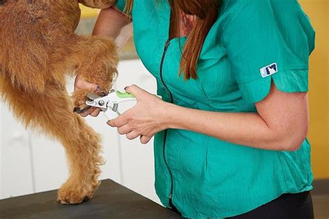 Discontinued Andis Pet Nail Clipper Light Green