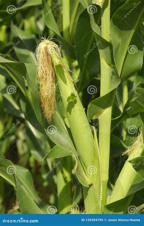 Zea Mays Corn Usually Before Being Consumed It Is Baked Boiled Or