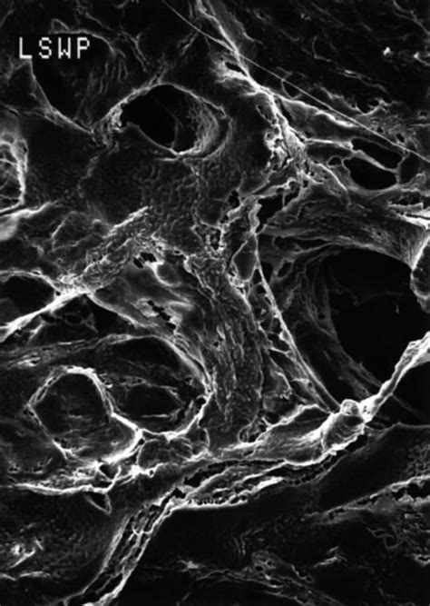 Milliporesigma Mitex Membrane Filters Gridded 50μm Pore Size Gridded