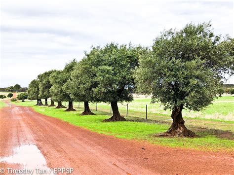 australia  norcia olive trees