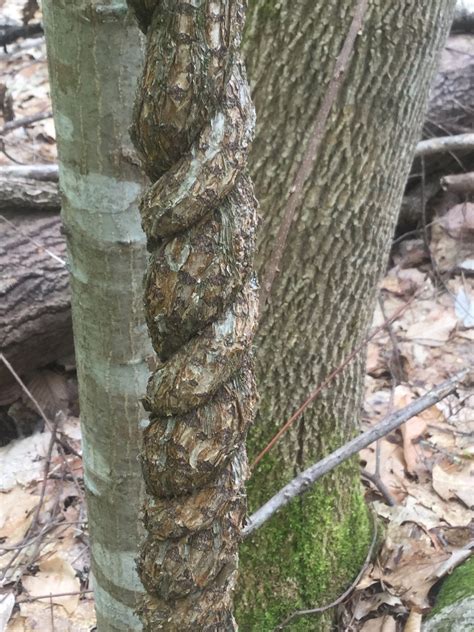 Invasive Plant Pull — Chocorua Lake Conservancy
