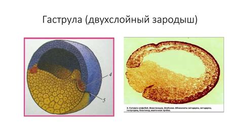 Эмбриогенез амфибий - презентация онлайн