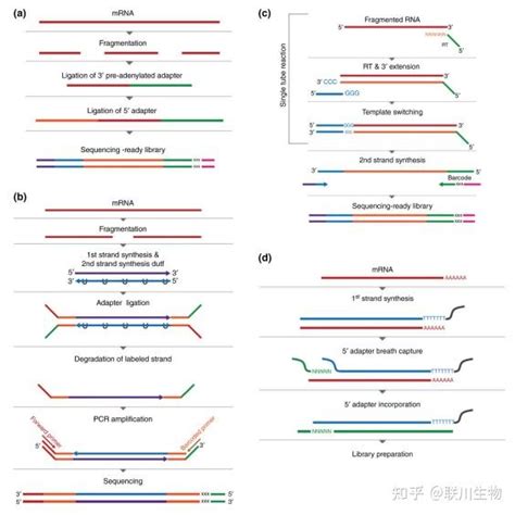 干货 一篇文章带你了解用于转录组分析的RNA seq方法 知乎