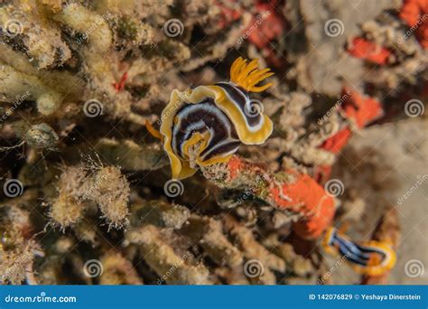 Sea slug in the Red Sea stock image. Image of slug, hypselodoris ...