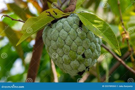 Srikaya Or Sugar Apple Or Sweet Sop Annona Squamosa A Tropical Fruit