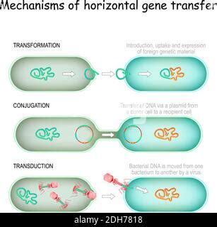 Plasmids 101: Transformation, Transduction, Bacterial, 46% OFF