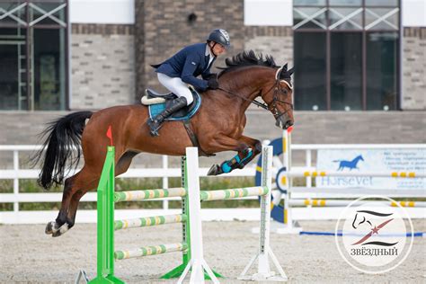 Звёздный конкур🏇 Конный спорт