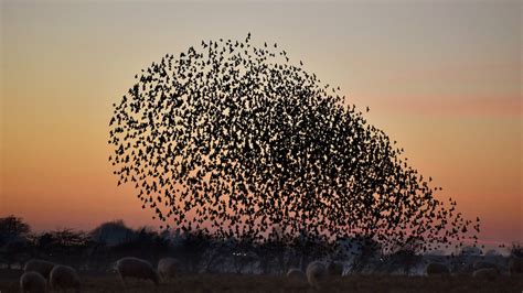 Murmurations: What Are Those Swirling Groups Of Birds?