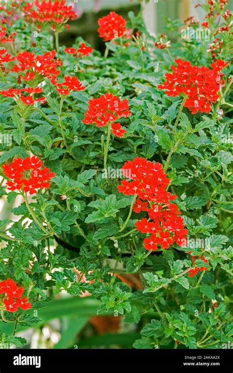 Verbena Red Cascade In Herbaceous Flower Border A Summer Flowering Mat