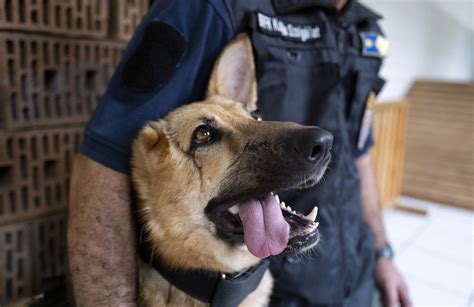 Genève ce chien policier a trouvé 1 5 kilo de