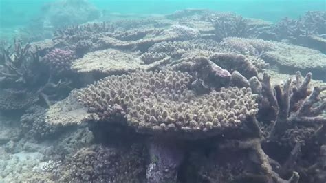 Australia just committed to the most expensive coral reef restoration ...