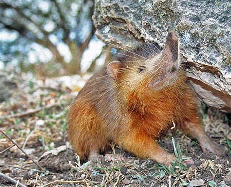 Solenodon paradoxus - Wikipedia, la enciclopedia libre