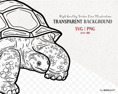 Galapagos Tortoise Svg Clipart Land Turtle Vector Artwork Cute Turtle