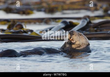 Northern Sea Otter Enhydra Lutris Kenyoni Mother And Pup Floating