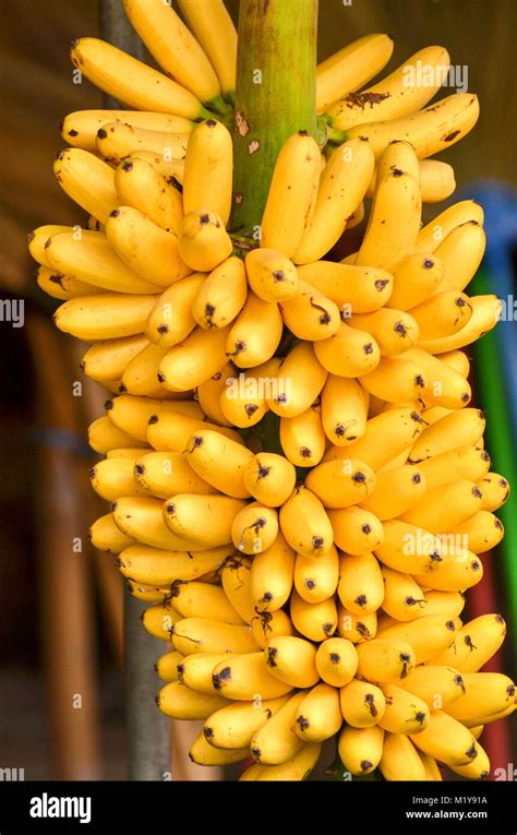 Green Cavendish Bananas Hi Res Stock Photography And Images Alamy