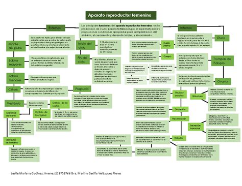 Aprende El Mapa Mental Del Aparato Reproductor Femenino Gober Hot Sex