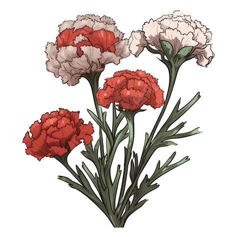 Carnation Red And White Beautiful Pattern Carnation Pattern Flowers