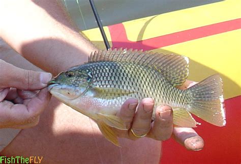 Redbreast Tilapia Kurper Fish The Fly South Africa