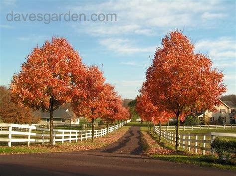 A Red Maple Drive Driveway Landscaping Tree Lined Driveway Landscape