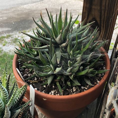 Haworthiopsis Attenuata Var Radula Syn Haworthia Attenuata Var