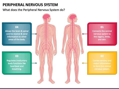 the peripheral nervous system is shown in this diagram, which shows the ...