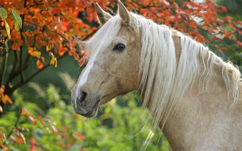 Palomino Horse Wallpapers - 1680x1050 - 589589