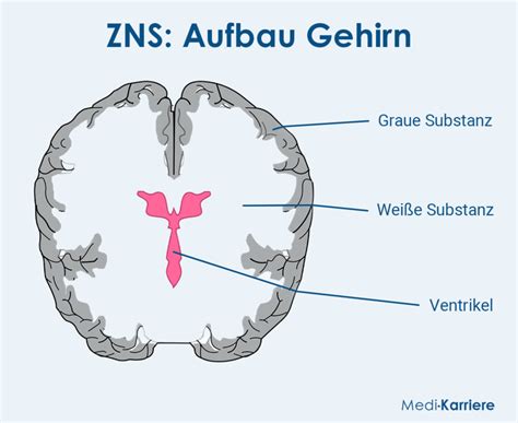 Zentrales Nervensystem Aufbau Und Funktion Medi Karriere