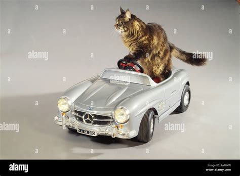 cat in car Stock Photo - Alamy