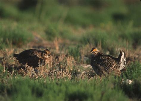 Lesser prairie-chicken habitat could get a boost from private sector plan - Common Ground Capital