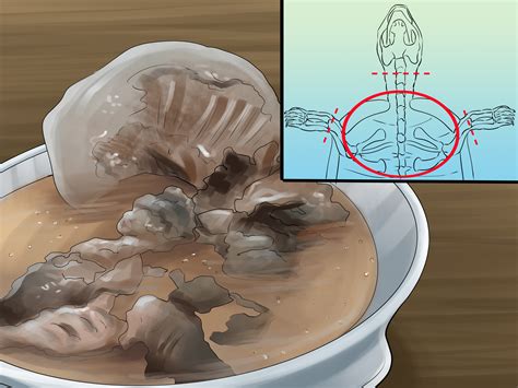 How to Clean a Soft Shell Turtle: 10 Steps (with Pictures)