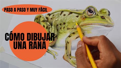 Cómo Dibujar Una Rana Realista 🐸 Paso A Paso Muy Fácil Youtube