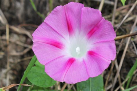 Ipomoea tricolor