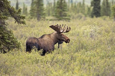 How A Moose Tax Can Help B C Wildlife Conservation The Globe And Mail