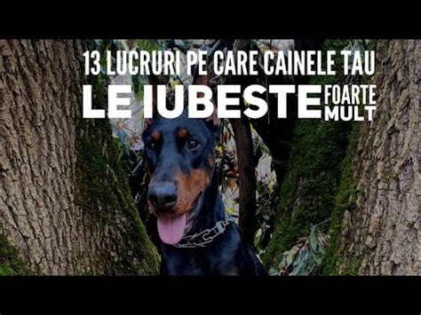 13 Lucruri pe Care Câinele Tău le Iubește cu Pasiune Descoperă