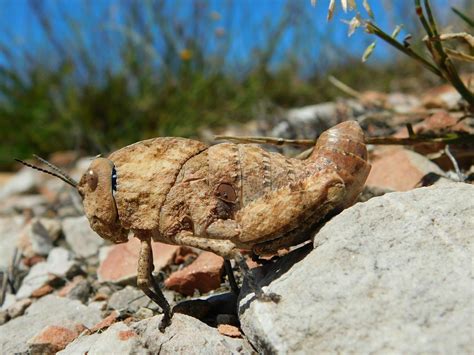 Shieldback Locusts From Snyerskraalkoppe Genadendal 7234 South Africa