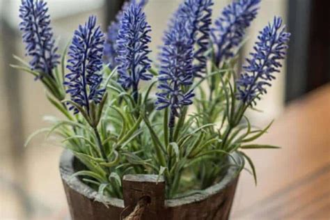 How To Grow Lavender Plants Indoors Simple Steps Guide