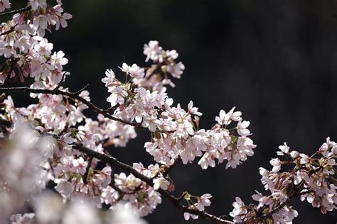 5 Best Places to See Cherry Blossom in Yokohama | Kyuhoshi