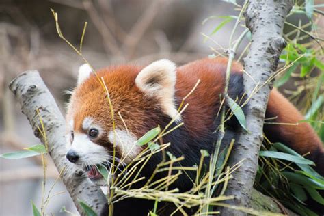 「レッサーパンダ 動物園」の画像 54216 件の Stock 写真、ベクターおよびビデオ Adobe Stock