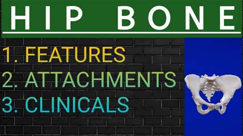 Anatomy Of Hip Bone Illium Ischium Pubis Side Determination Bony