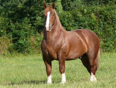 Pr Sentation Races Trait Du Nord Et Breton Cheval De Trait Grands