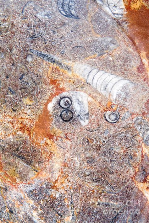 Fossil Nautiloid Photograph by Jim Pruitt - Pixels