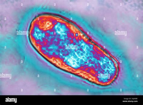 Brucella High Resolution Stock Photography and Images - Alamy