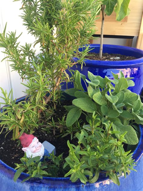 Rosemary Companion Plants Enhancing Your Garden S Health Meadowlark