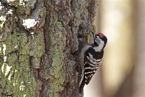 Lesser Spotted Woodpecker Male Birdforum