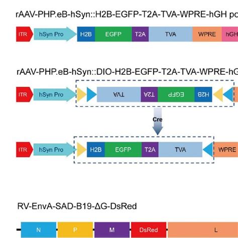 Schematic Diagram Of Viral Vectors Carrying Functional Elements In